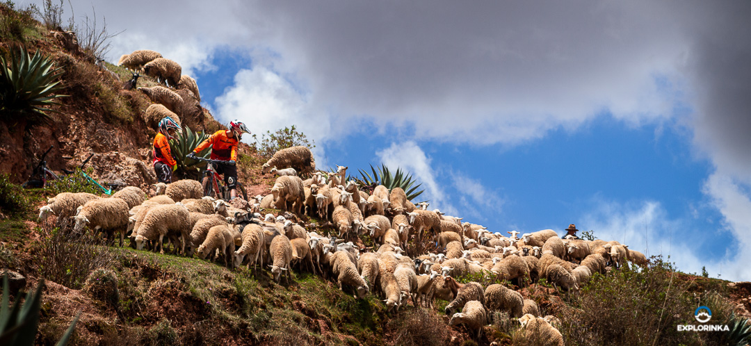 Raqchi rebaño de ovejas en el Valle Sagrado